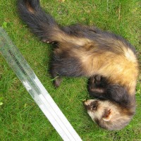 Ferret Polecat